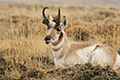 Pronghorn