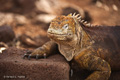 Galápagos Land Iguana (Isla Seymour Norte)