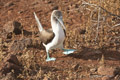 Blue-Footed Booby (Isla Seymour Norte)