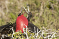 Great Frigatebirds (Isla Seymour Norte)