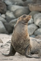 Galápagos Sea Lion (Isla Seymour Norte)