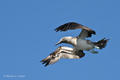 Blue-Footed Booby in Flight (Punta Suarez, Isla Española)