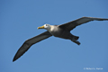 Waved (Galápagos) Albatross (Punta Suarez, Isla Española)