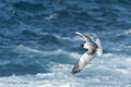 Swallow-Tailed Gull (Punta Suarez, Isla Española)