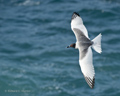 Swallow-Tailed Gull (Punta Suarez, Isla Española)