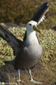 Waved (Galápagos) Albatross (Punta Suarez, Isla Española)