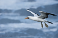 Nazca Booby (Punta Suarez, Isla Española)