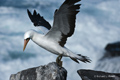 Nazca Booby (Punta Suarez, Isla Española)