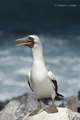 Nazca Booby (Punta Suarez, Isla Española)