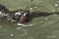 Galápagos Sea Lion (Champion Islet, Isla Española)