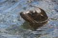 Galápagos Sea Lion (Champion Islet, Isla Española)