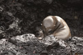 Galápagos Sea Lion (Champion Islet, Isla Española)