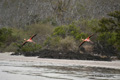 Greater Flamingo (Punta Cormorant, Isla Floreana)