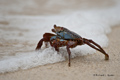 Sally Lightfoot Crab (Punta Cormorant (Isla Floreana)