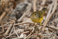 Mangrove (Yellow) Warbler (Punta Cormoran, Isla Floreana)