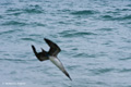 Blue-Footed Booby Fishing (Punta Cormorant, Isla Floreana)