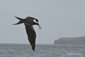 Great Frigatebird with Baby Turtle (Isla Floreana)