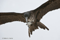 Great Frigatebird with Baby Turtle (Isla Floreana)