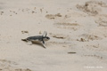 Juvenile Green Sea Turtle (Isla Floreana)