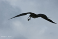 Great Frigatebird with Baby Turtle (Isla Floreana)