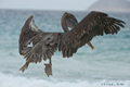 Galápagos Brown Pelican (Isla Floreana)