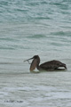 Galápagos Brown Pelican with Turtle (Isla Floreana)