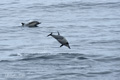 Short-Beaked Common Dolphins