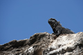 Marine Iguana (Punta Vincente Roca, Isla Isabela)