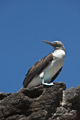 Blue-Footed Booby (Punta Vincente Roca, Isla Isabela)