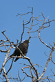 Galápagos Hawk (Isla Fernandina)