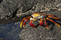 Sally Lightfoot Crab (Punta Cormorant, Isla Fernandina)