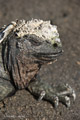 Marine Iguana (Isla Fernandina)