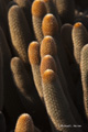 Lava Cactus (Isla Fernandina)