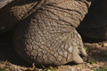 Galápagos Tortoise (Isla Santa Cruz)