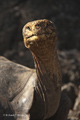 Galápagos Tortoise (Isla Santa Cruz)