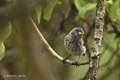 Darwin's Finch (Highlands, Isla Santa Cruz)