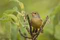 Mangrove (Yellow) Warbler (Isla Santa Cruz)