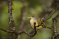 Mangrove (Yellow) Warbler (Isla Santa Cruz)