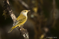 Mangrove (Yellow) Warbler (Isla Santa Cruz)