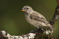 Darwin's Finch (Highlands, Isla Santa Cruz)