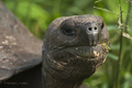 Galápagos Tortoise (Isla Santa Cruz)