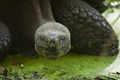 Galápagos Tortoise (Isla Santa Cruz)