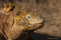 Galápagos Land Iguana (Cerro Dragón, Isla Santa Cruz)