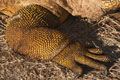 Galápagos Land Iguana (Cerro Dragón, Isla Santa Cruz)