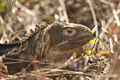 Female Galápagos Land Iguana (Cerro Dragón, Isla Santa Cruz)