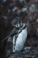 Galápagos Penguin (Isla Santiago)