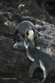 Immature Galápagos Penguin Feeding (Isla Santiago)