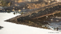 Marine Iguana Tail (Isla Santiago)