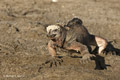 Marine Iguana (Isla Santiago)