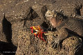 Marine Iguana and Sally Lightfoot Crab (Isla Santiago)